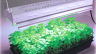 Phytolamp - asisten untuk menanam tanaman di rumah