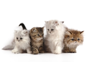 Der Inhalt von Katzen in der Wohnung, wie die unangenehmen Folgen der Haltung von Tieren im Raum zu beseitigen