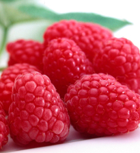 Raspberry, care for raspberries