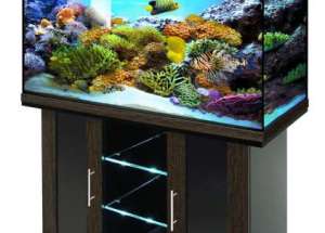 Aquarium, as an element of the interior, how to install an aquarium, useful tips