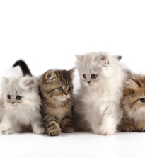 Kačių turinys butas, kaip pašalinti nemalonius gyvūno laikymo pasekmes kambaryje