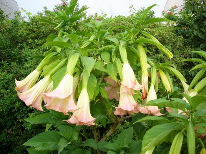 BRUGMANSIA, 2-year-old seedlings, 80-100 cm, the color is soft pink. I will help with delivery, type of operation for sale Mogilev