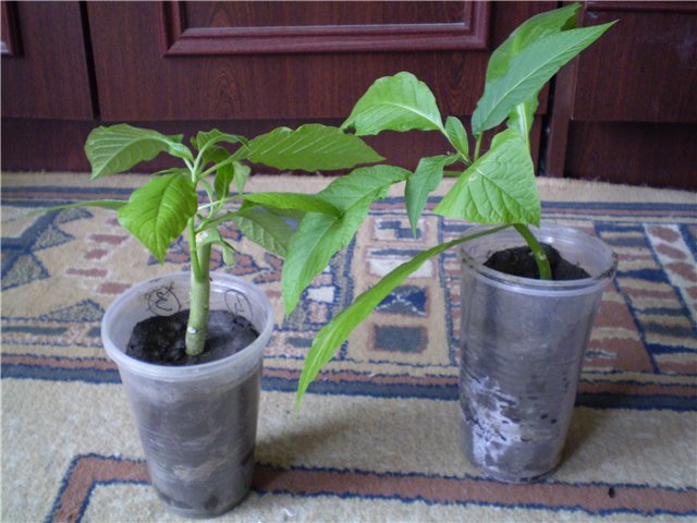 Plants for exchange. ksanaana - Forum of summer residents of Ukraine. We will restore the ozone layer on 6 hectare!