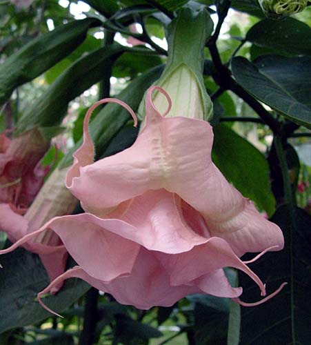 brugmansia-pink-ganda (451x500, 54Kb)