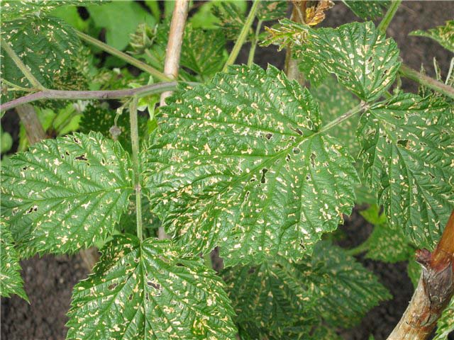 leaf de zmeura cu varicoza cum sa înelegei ca exista vene varicoase sau nu