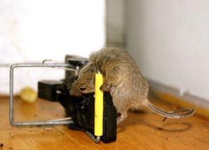 Борьба с грызунами: крысы и мыши