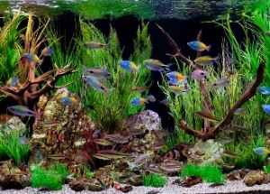 Живые растения для аквариума: нужны ли растения в аквариум, выбор растений с фото, свет в аквариуме с растениями, грунт для растений, посадка растений в аквариум, почему не растут растения в аквариуме.