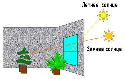 Комнатные растения - Садовые, комнатные растения и цветы (фото, видео, отзывы) - Индасад.ру